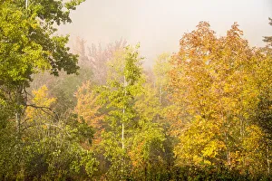 USA, New Hampshire, fall foliage north of Whitefield, along Rt. 3