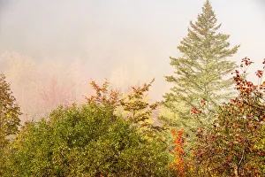 Images Dated 18th October 2021: USA, New Hampshire, fall foliage north of Whitefield, along Rt. 3