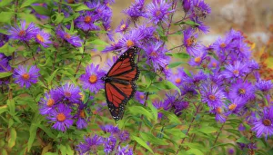 New Hampshire Prints: USA, New Hampshire field of daisies with Monarch Butterfly feeding just off of Highway