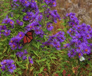Images Dated 16th September 2021: USA, New Hampshire field of daisies with Monarch Butterfly feeding just off of Highway