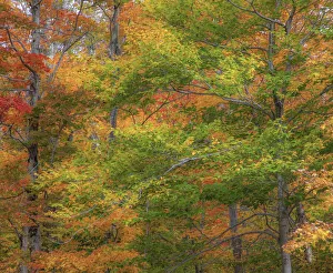 New Hampshire Prints: USA, New Hampshire, Franconia hardwood forest of maple trees in Autumn