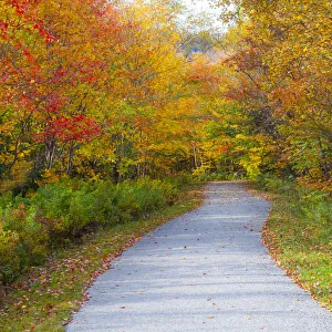 New Hampshire Prints: USA, New Hampshire, Franconia, one lane roadway with fallen Autumn leaves