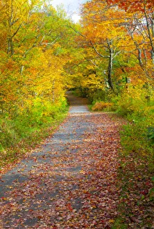 Images Dated 20th April 2021: USA, New Hampshire, Franconia, one lane roadway with fallen Autumn leaves