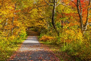 Images Dated 20th April 2021: USA, New Hampshire, Franconia, one lane roadway with fallen Autumn leaves