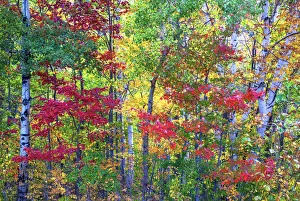 Gorham Prints: USA, New Hampshire, Gorham, Fall colors with grove of White Birch and Maple trees