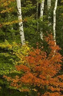 USA, New Hampshire, Harts Location, White Mountain National Forest, birch trees with