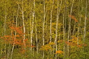 Images Dated 9th October 2005: USA, New Hampshire, Harts Location, White Mountain National Forest, stand of birch