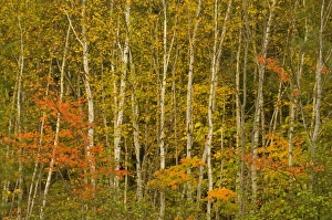 Images Dated 9th October 2005: USA, New Hampshire, Harts Location, White Mountain National Forest, stand of birch