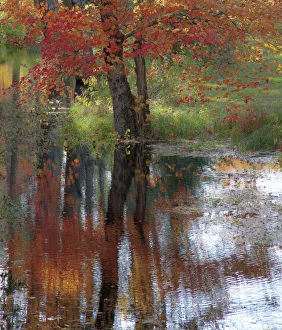USA, New Hampshire, Jackson, Autumn in New England with Fall Color of Maple Tree