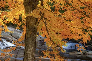 New Hampshire Prints: USA, New Hampshire, Jackson, Jackson Falls with American Beech in full Autumn color