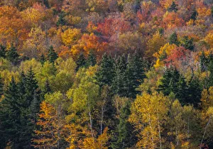 Images Dated 20th April 2021: USA, New Hampshire just north of Jackson on highway 16 with the hillside covered in