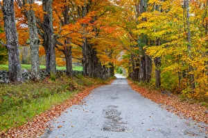 New Hampshire Prints: USA, New Hampshire, One lane road lined with Maple trees and stone fence in Autumn