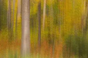 Images Dated 12th October 2005: USA, New Hampshire, Livermore, White Mountain National Forest, multiple expsoure