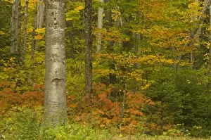 Understory Prints: USA, New Hampshire, Livermore, White Mountain National Forest, fall foliage forest