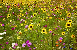 Highway Prints: USA, New Hampshire meridian planted with sunflowers and cosmos flowers along Interstate
