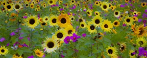 Images Dated 16th September 2021: USA, New Hampshire meridian planted with sunflowers and cosmos flowers along Interstate