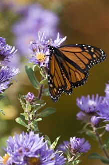 Images Dated 6th October 2006: USA, New Hampshire. Monarch butterfly on aster flower