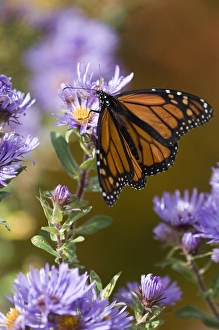 White Mountains Prints: USA, New Hampshire. Monarch butterfly on aster flower