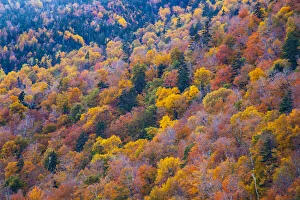 Images Dated 20th April 2021: USA, New Hampshire, New England Fall colors on hillsides along highway 16 north of