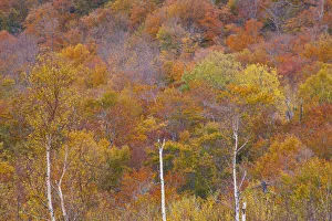 Images Dated 20th April 2021: USA, New Hampshire, New England Fall colors on hillsides along highway 16 north of