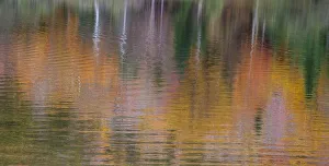 Images Dated 16th September 2021: USA, New Hampshire, New England Fall colors reflected in the waters of the Saco River