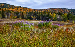 New Hampshire Prints: USA, New Hampshire, New England field off of highway 302 with Autumn daisies