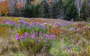 Images Dated 4th October 2013: USA, New Hampshire, New England field off of highway 302 with Autumn daisies