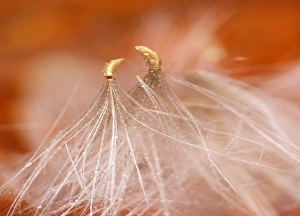 Dancing Prints: USA, New Hampshire, Seedheads dancing