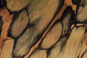 Images Dated 22nd December 2014: USA, New Hampshire. Tree bark pattern