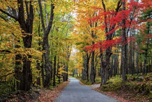 New Hampshire Prints: USA, New Hampshire, tree-lined road with maple trees in Fall colors