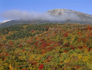 New Hampshire Prints: USA, New Hampshire, White Mountain National Forest, Fall colored hardwoods beneath