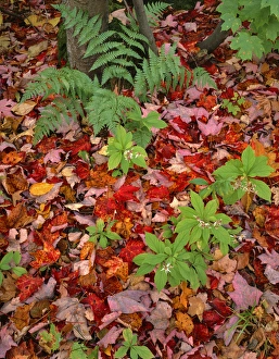 Images Dated 26th March 2015: USA, New Hampshire, White Mountain National Forest. Fall leaves on forest floor. Credit as