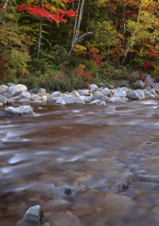 New Hampshire Prints: USA, New Hampshire, White Mountain National Forest, Autumn-colored hardwood forest
