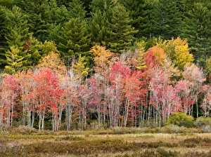 New Hampshire Prints: USA, New Hampshire, White Mountains, Young maples in autumn