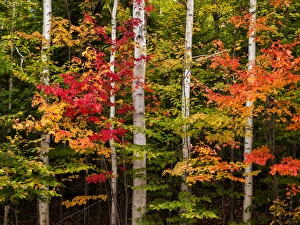 New Hampshire Prints: USA, New Hampshire, White Mountains, Maples and white birch along Kancamagus Highway