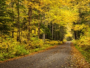 New Hampshire Prints: USA, New Hampshire, White Mountains, Fall color along Jefferson Notch Road