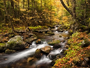 New Hampshire Prints: USA, New Hampshire, White Mountains, Fall color on Jefferson Brook
