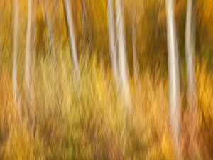 New Hampshire Prints: USA, New Hampshire, White Mountains, Abstract of maples and white birch in autumn