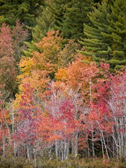 New Hampshire Prints: USA, New Hampshire, White Mountains, Colorful maples beside a bog