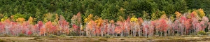 New Hampshire Prints: USA, New Hampshire, White Mountains, Panoramic view of maples in autumn