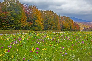 Highway Prints: USA, New Hampshire, White Mountains in background with meridian planted with flowers