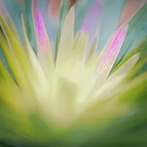 USA, New Jersey. Abstract of flower petals. &copy;Jay O'Brien / Jaynes Gallery / DanitaDelimont.com