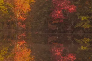 Images Dated 3rd February 2019: USA, New Jersey, Belleplain State Forest. Autumn tree reflections on lake. Credit as