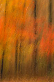 Images Dated 3rd February 2019: USA, New Jersey, Belleplain State Forest. Abstract of forest in autumn. Credit as