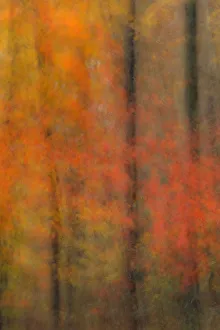 Images Dated 3rd February 2019: USA, New Jersey, Belleplain State Forest. Abstract of forest in autumn. Credit as