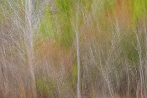 Cape May Prints: USA, New Jersey, Cape May. Abstract of trees in autumn foliage