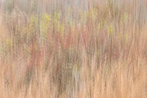 Images Dated 28th June 2022: USA, New Jersey, Cape May. Abstract of trees in autumn foliage