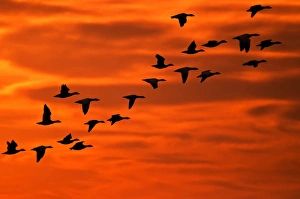 Images Dated 20th November 2010: USA, New Jersey, Cape May. Flying birds silhouetted at sunrise