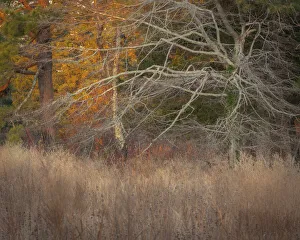 Cape May Prints: USA, New Jersey, Cape May. Ghostly tree shapes and grasses in autumn