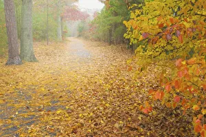 Cape May Prints: USA, New Jersey, Cape May. Leaf-covered road through autumn forest